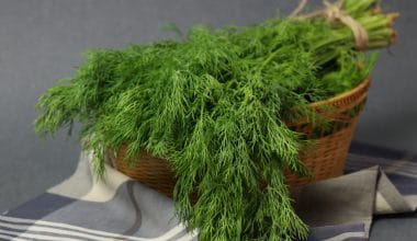 Dill