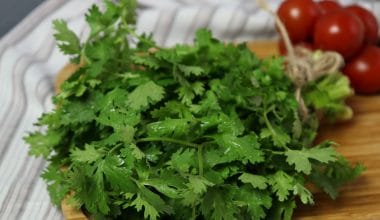 Coriander