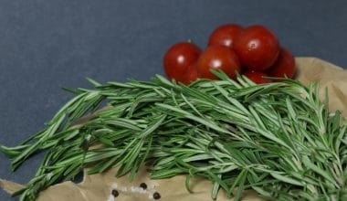 Rosemary