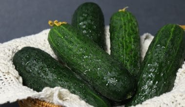 Cucumber