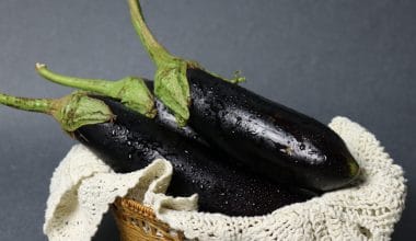 Eggplant