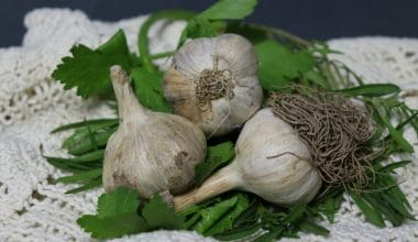 Garlic