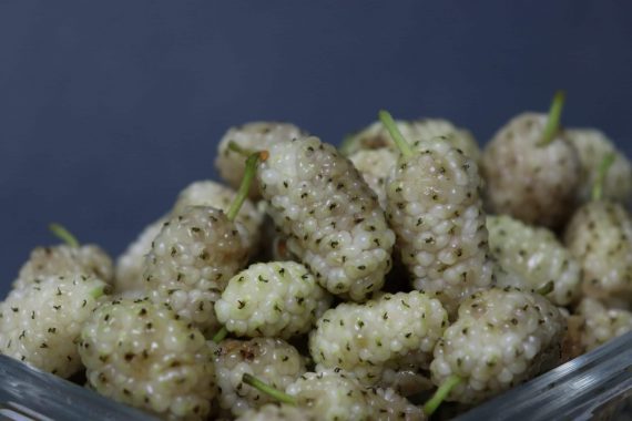 Mulberry