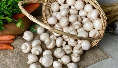 Champignon