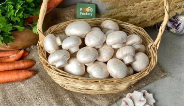 Mushroom Champignon Middle