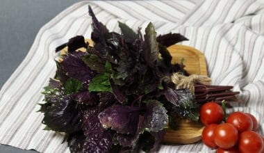Red rubin basil