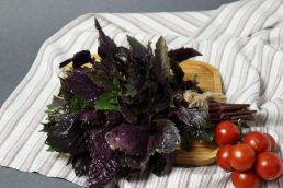 Red rubin basil