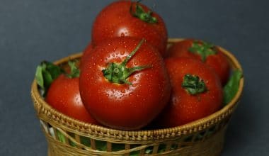 Tomato