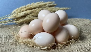 Backyard eggs