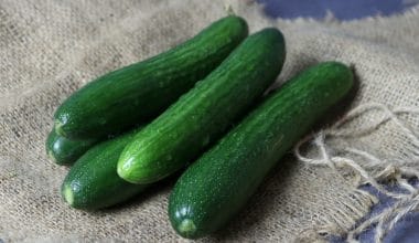 Cucumber Kotayk