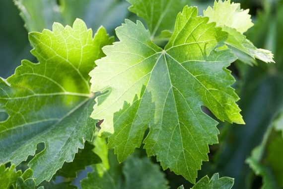 Grape leaves fresh