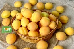 Apricot