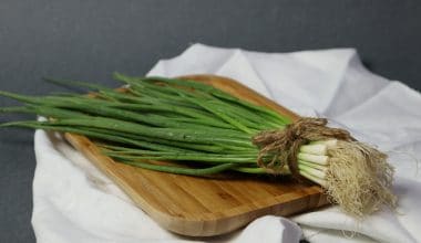 Scallion