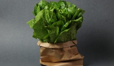 Lettuce