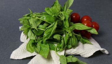 Basil
