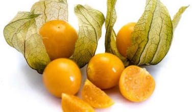 Physalis