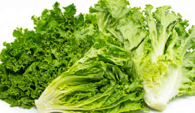 Curly lettuce
